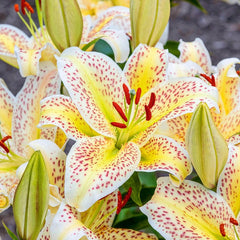 tiger lily orem utah Buy Tigermoon Lily Bulbs Online | Oriental Lilies