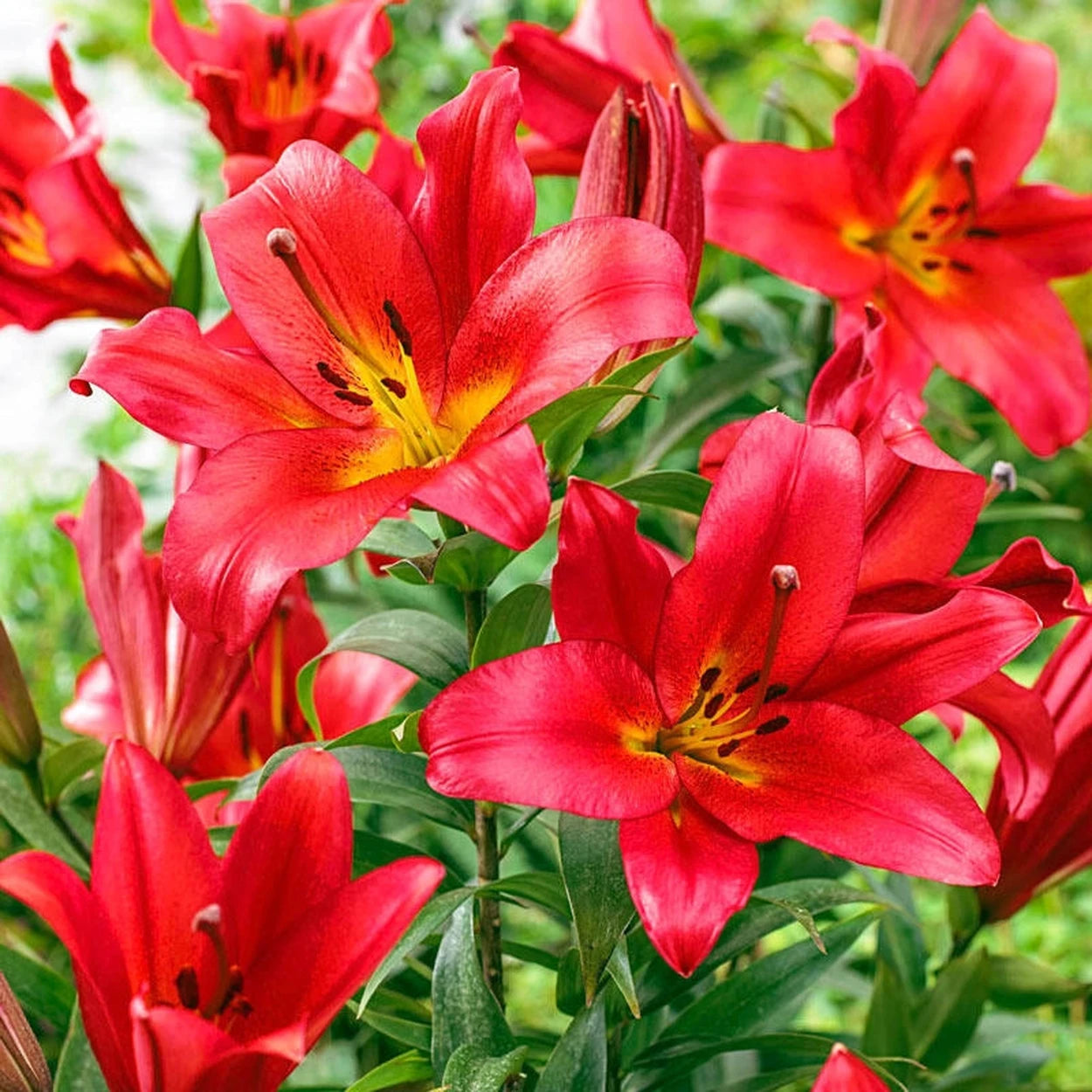 bright red lily flower Sensi Lily Tree®
