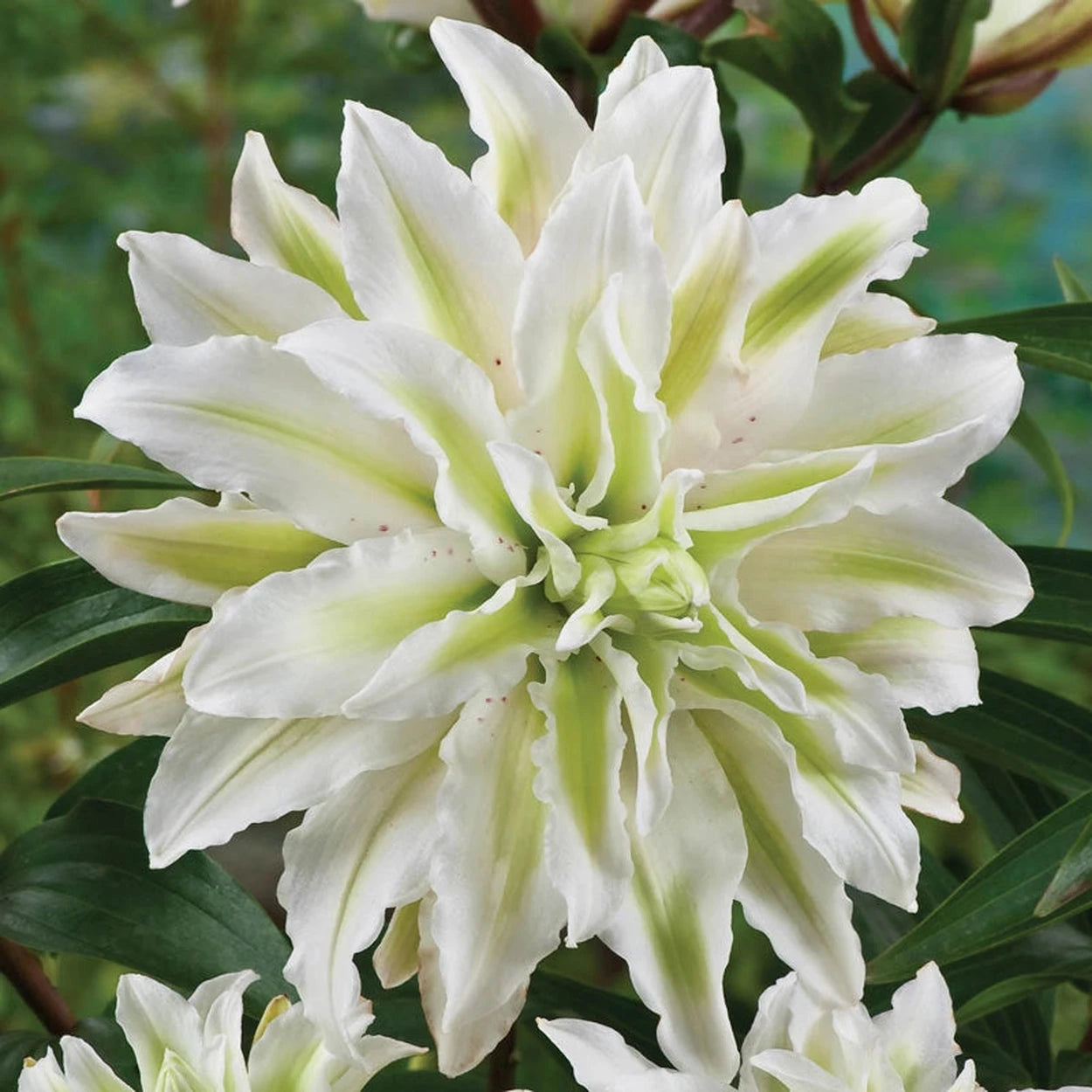 lily white star flower Polar Star Double Lily