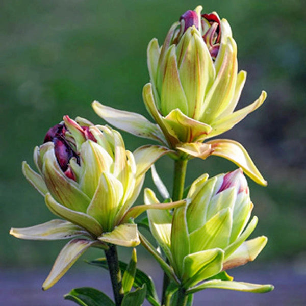 mystery lily flower Mystery Dream Lily