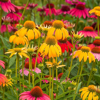 Cheyenne Spirit Coneflower Mixture