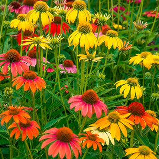 Cheyenne Spirit Coneflower Mixture