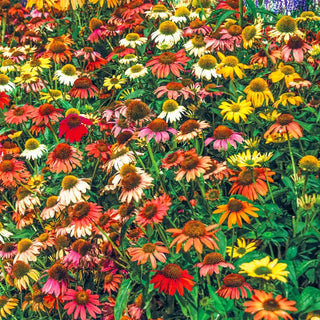Cheyenne Spirit Coneflower Mixture