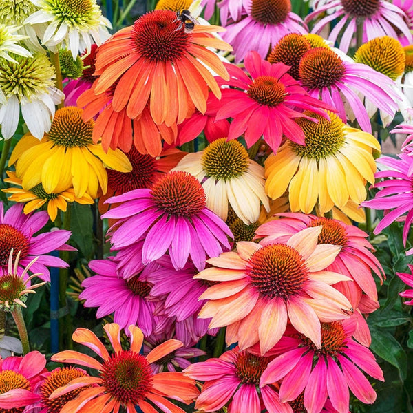Cheyenne Spirit Coneflower Mixture | Sun Perennials