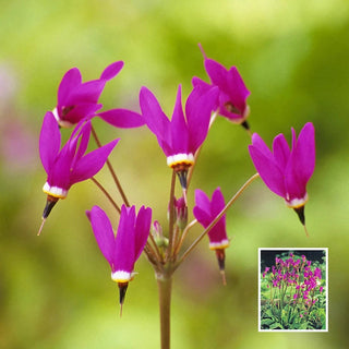 Red Shooting Star Rudolph Buy Red Wings Shooting Star | Sun Perennials Sale | Breck's