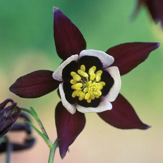 William Guiness Columbine