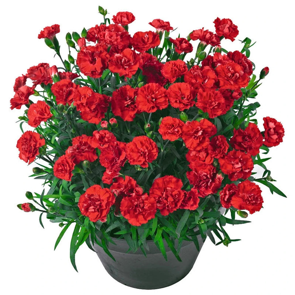 Vulcano Carnation – Breck's