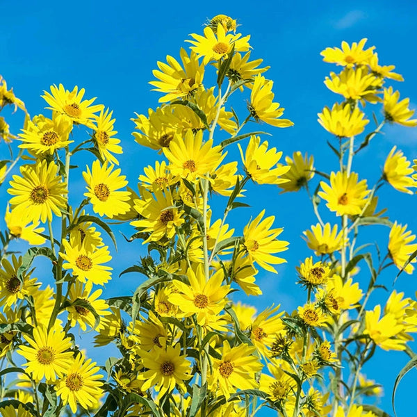 Buy Lemon Queen Sunflower Online | Big Discounts