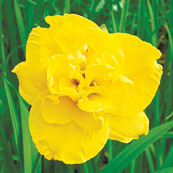 Double Talk Reblooming Daylily | Shop Online | Breck's