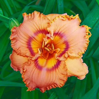 Prickly Sensation Reblooming Daylily