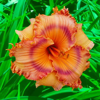 Prickly Sensation Reblooming Daylily