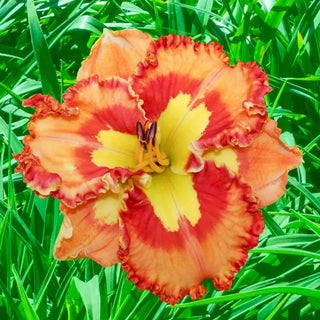 Mexican Fiesta Reblooming Daylily