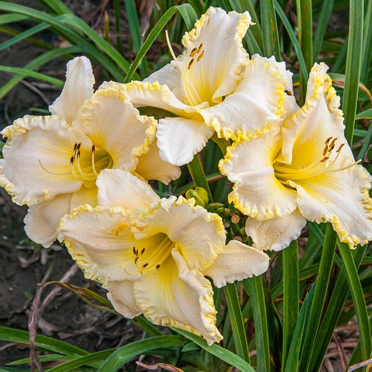 day lilies white Buy Marque Moon Daylily | Sun Perennials for Sale
