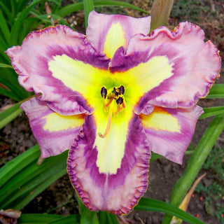 Slipsliding Away Reblooming Daylily