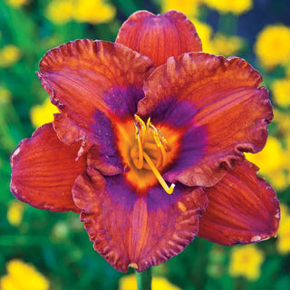 Mighty Chestnut Daylily