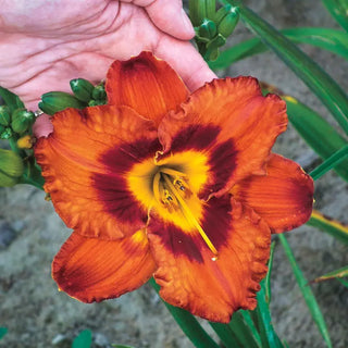Mighty Chestnut Daylily