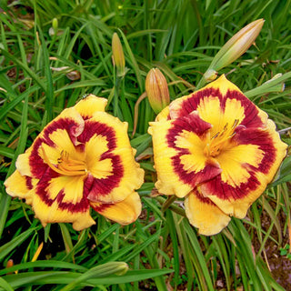 Deep Impact Reblooming Daylily