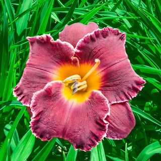 Night Whispers Reblooming Daylily