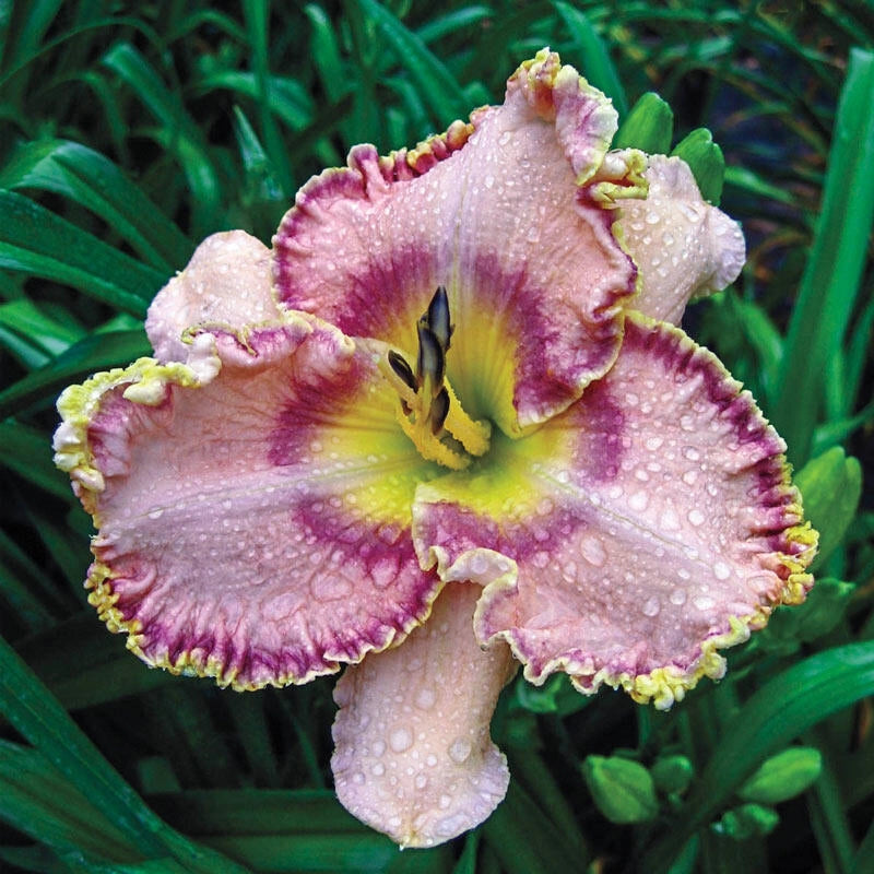 Sink Into Your Eyes Reblooming Daylily Buy Online Breck's