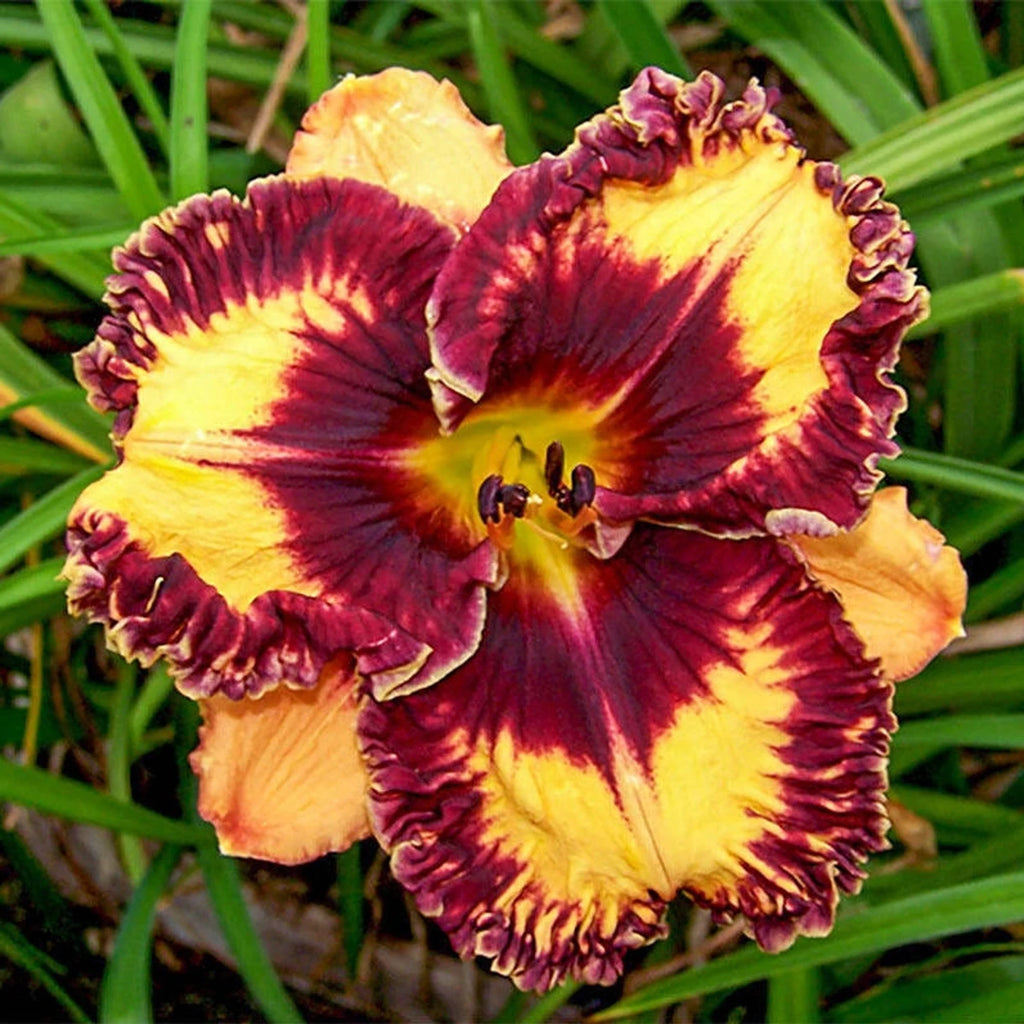 Volcanic Fireworks Reblooming Daylily | Buy Online | Breck's