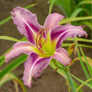 Ocean Spirit Daylily