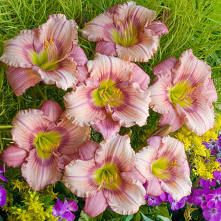 Stephanie Returns Reblooming Daylily