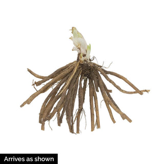 Stephanie Returns Reblooming Daylily