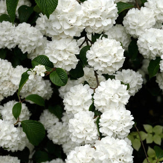 Snowball Viburnum Hedge