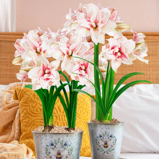 Bee Inspired featuring Elvas Amaryllis