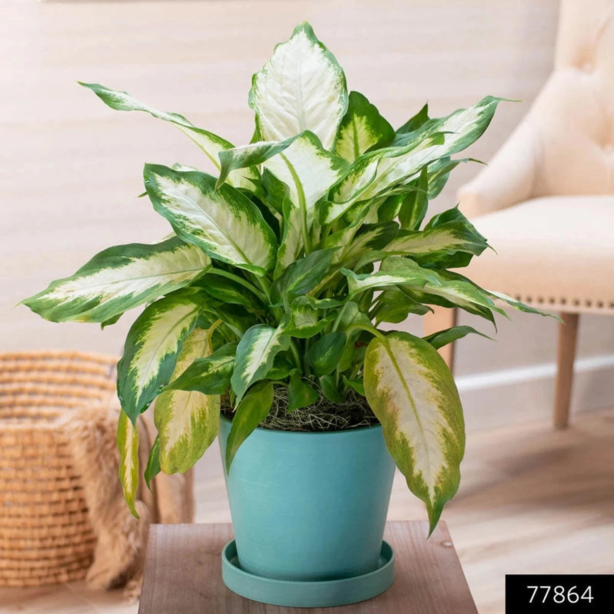 dieffenbachia camilla compacta Dieffenbachia Compacta