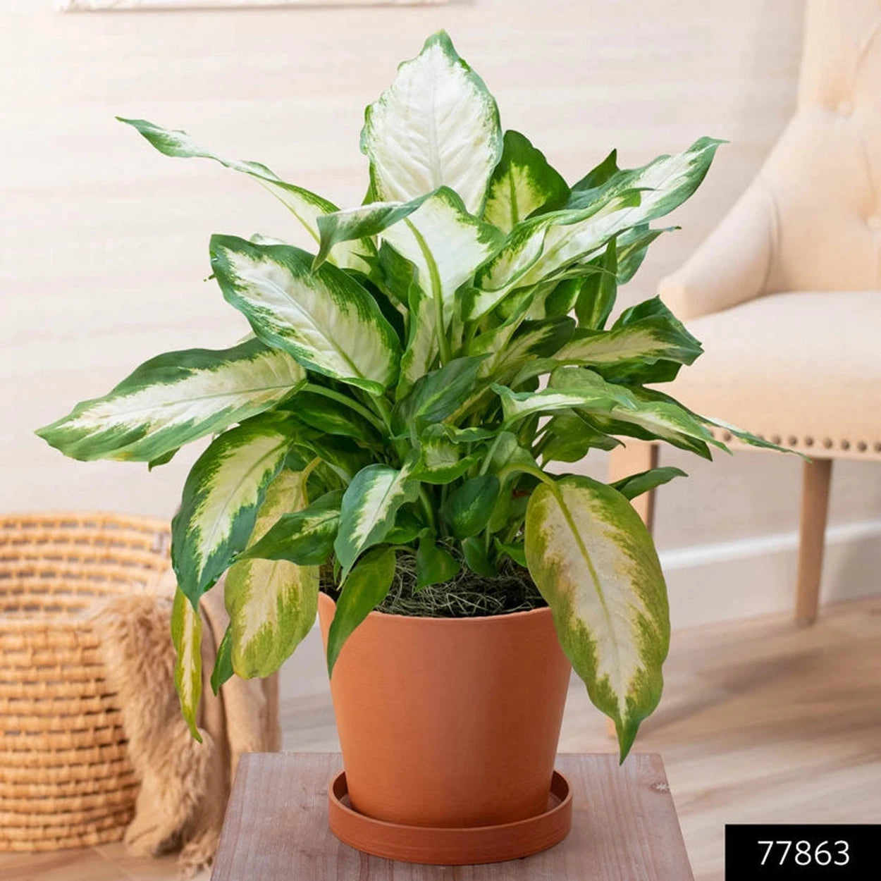 dieffenbachia compacta common name Dieffenbachia Compacta
