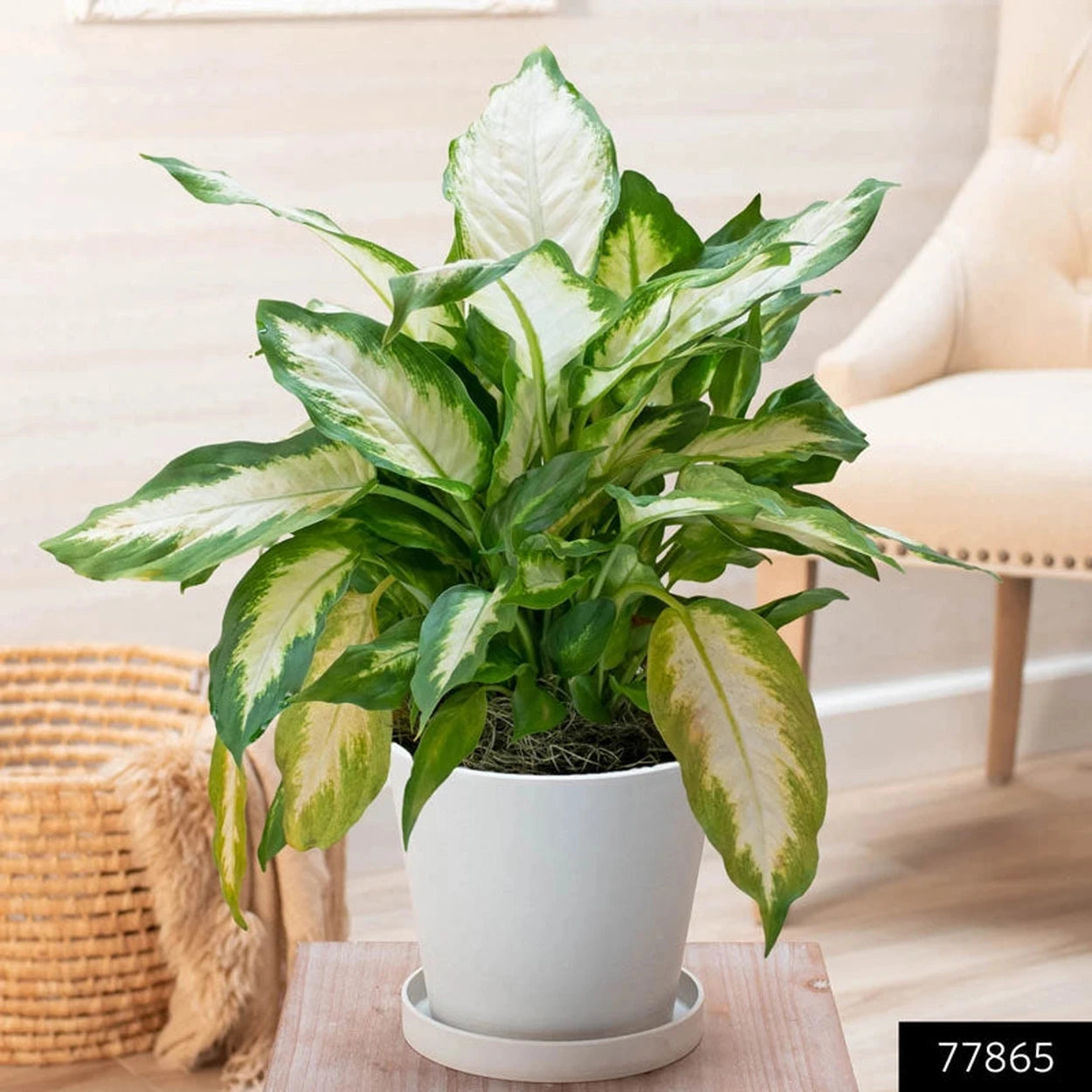 dieffenbachia buy online Dieffenbachia Compacta