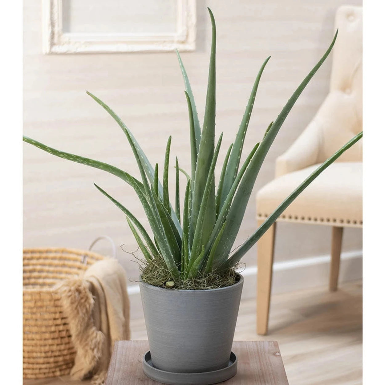 best pot for an aloe vera plant Aloe Vera