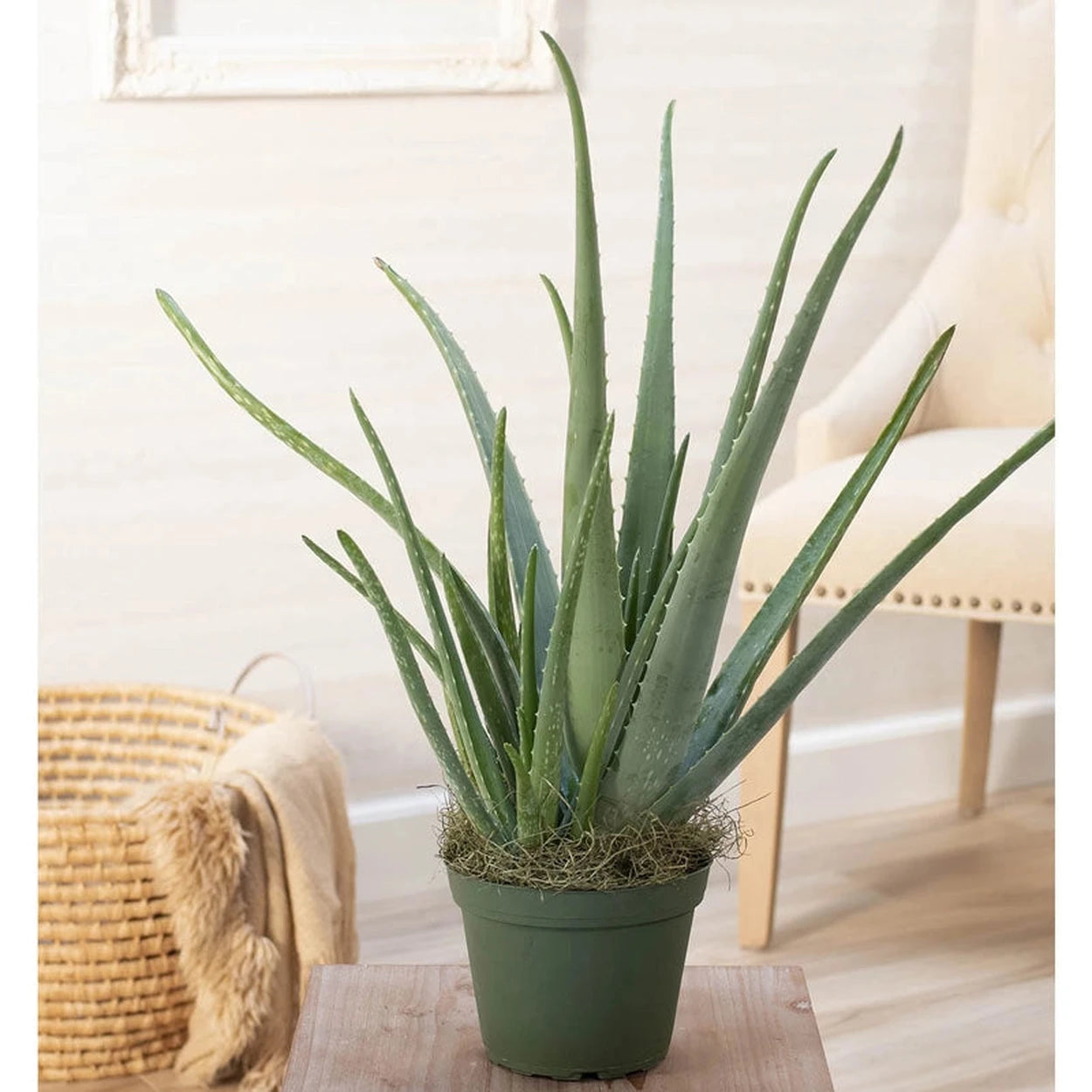 where to buy white aloe vera plant Shop Aloe Vera Plant | Best Deals on Houseplants