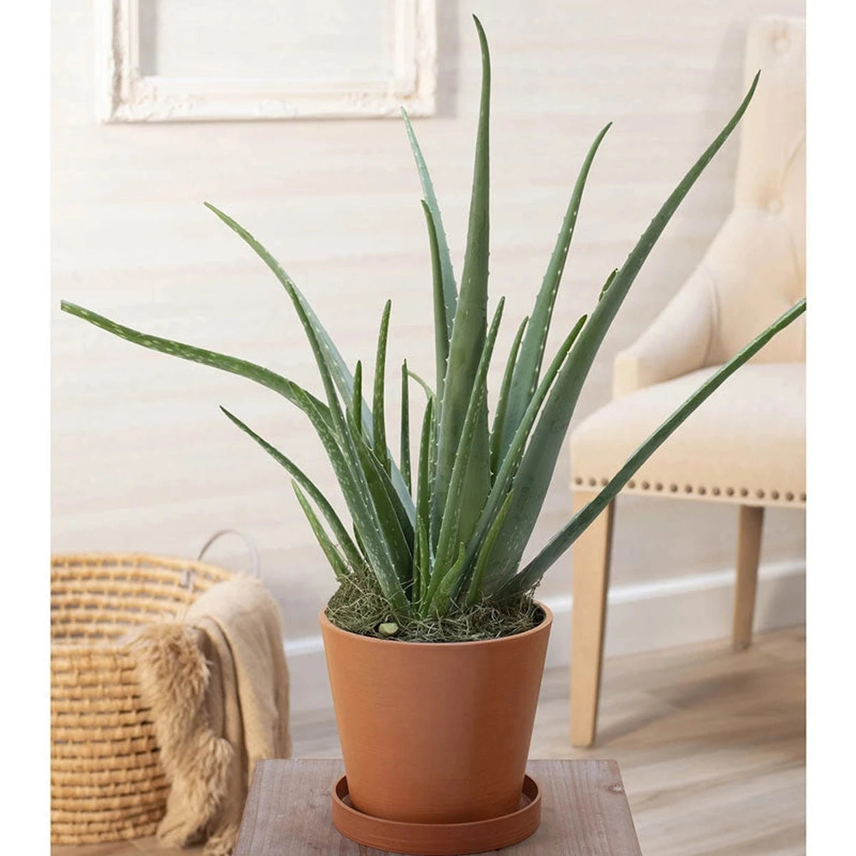 aloe vera plant uk Aloe Vera