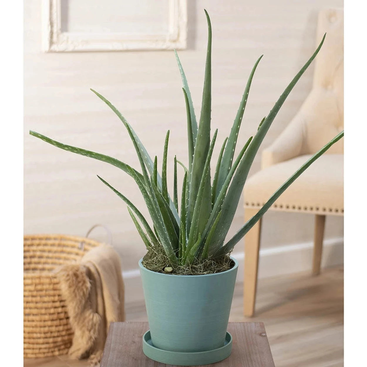 tall aloe vera plant Shop Aloe Vera Plant | Best Deals on Houseplants