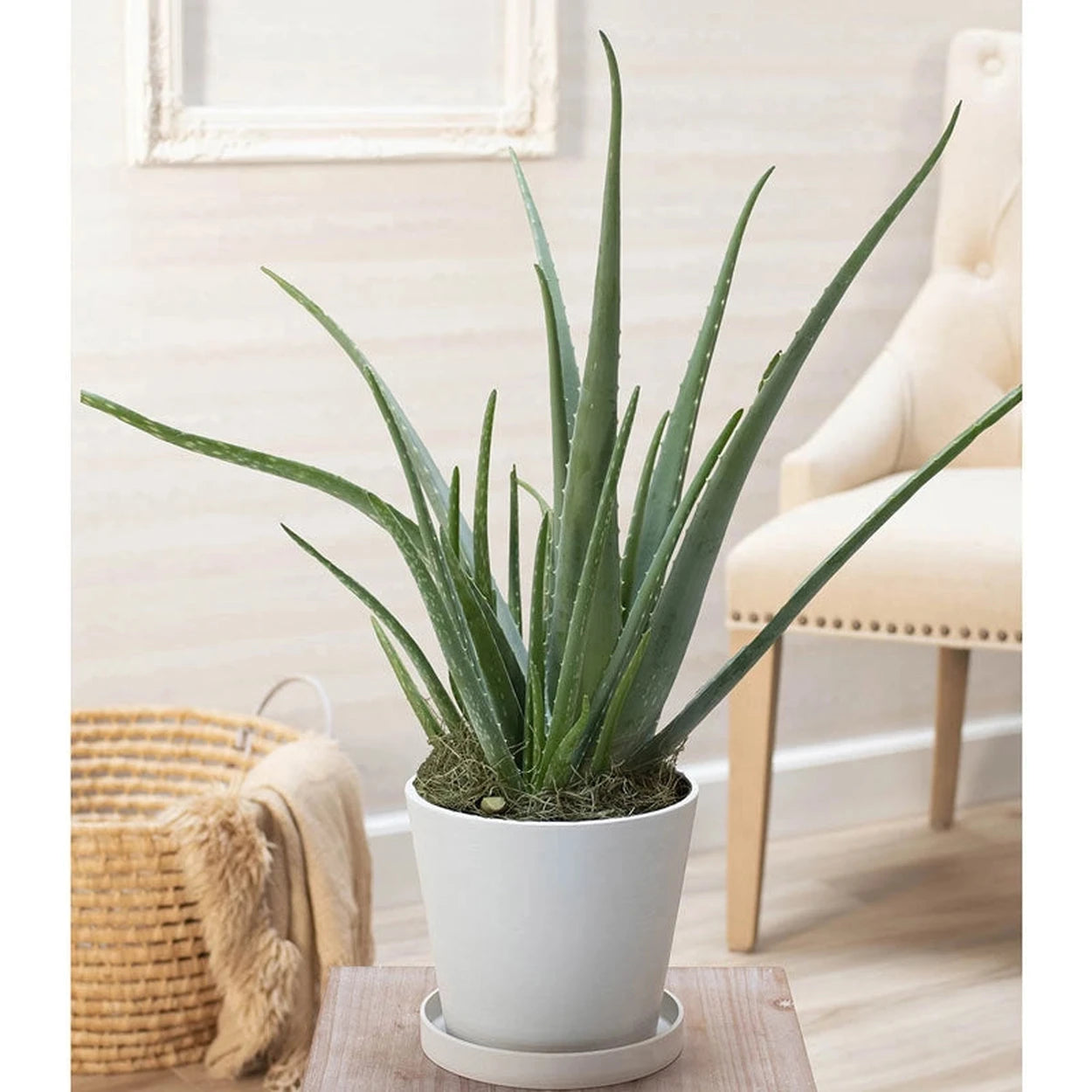aloe vera plant white pot Shop Aloe Vera Plant | Best Deals on Houseplants