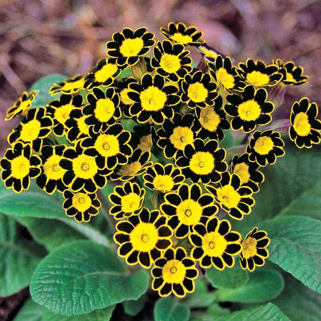 Buy Bumble Bee Primrose Online | Shade Perennials | Brecks