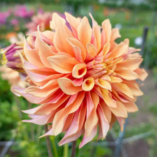 Tyrell Dahlia