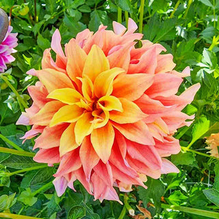 Tyrell Dahlia
