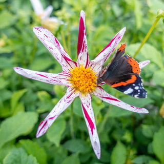 Destinys Teachers Dahlia