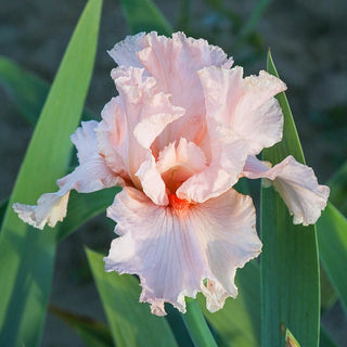 Spring Splendor Iris October Splendor Reblooming Bearded Iris – Breck's