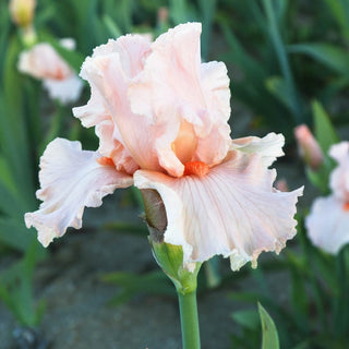 October Splendor Reblooming Bearded Iris