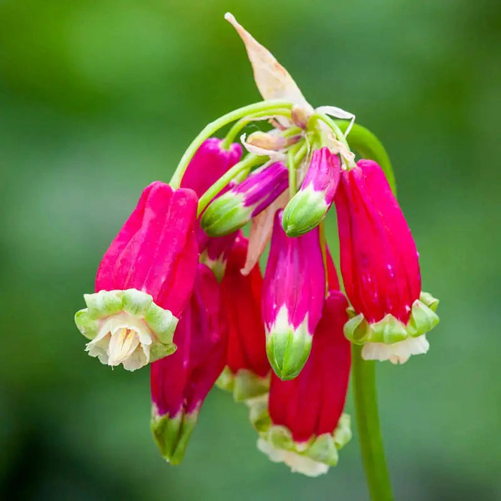 Breckse Buy Firecracker Online | Sun Perennials for Sale | Breck's – Brecks