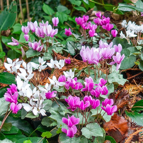 Buy Silver Leaf Fall-Blooming Hardy Cyclamen Mixture | Breck's