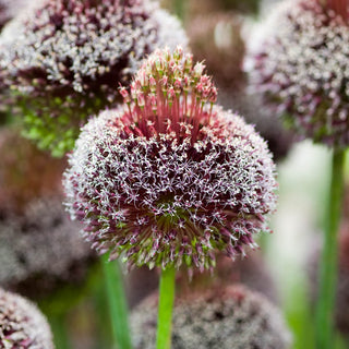 Forelock Allium