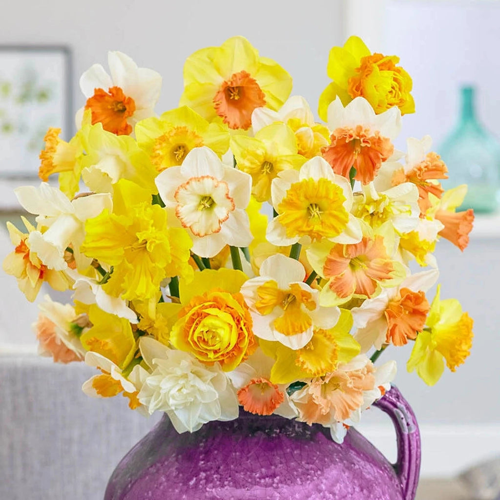 Buy Hybridizers Daffodil Mixture | Spring Bulbs | Breck's