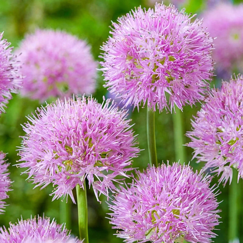 Shop Rosy Dream Alliums | Spring Bulbs for Sale | Breck's