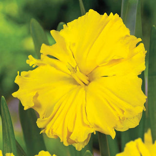 Sailorman Daffodil