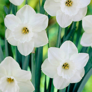 Stainless Daffodil